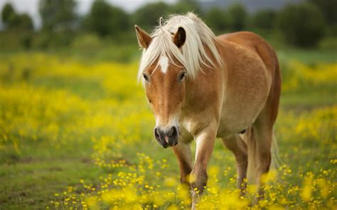 Free horses - To illustrate, a 3-year-old horse is 18 in human years, while a 20 -year-old is 60.5, and a 40-year-old horse is 110.5 in human years. 5. Horses only have one less bone than humans. With 205 bones in their skeleton, horses only have one less bone than we do (206). However, this isn’t true for all horse breeds.